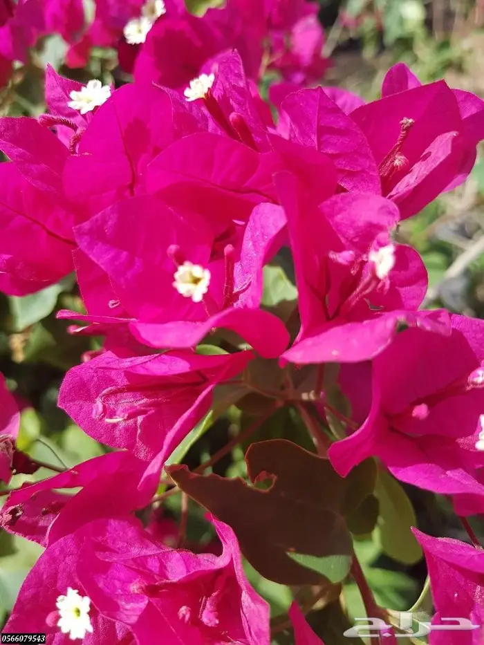 العرض  الأقوى للشتلات الزراعية ب1.5 للشتله  24