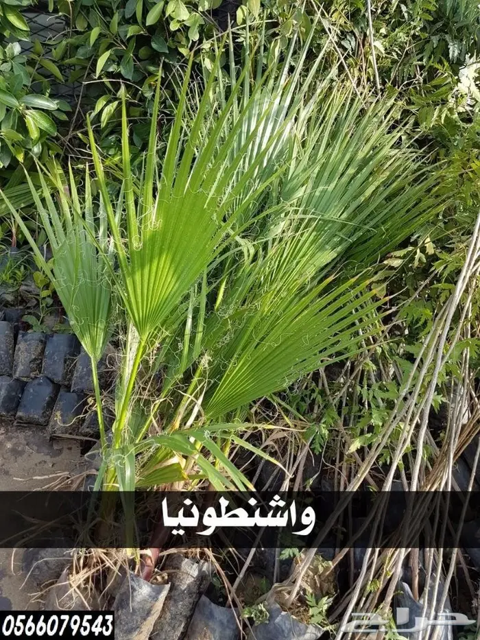 العرض  الأقوى للشتلات الزراعية ب1.5 للشتله  26