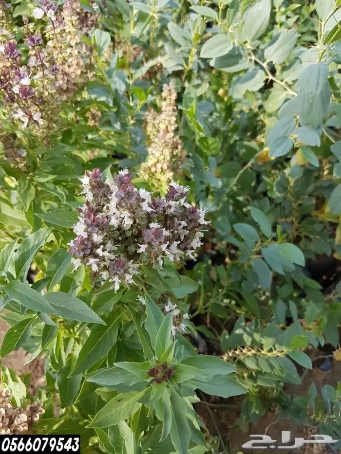 العرض  الأقوى للشتلات الزراعية ب1.5 للشتله  27