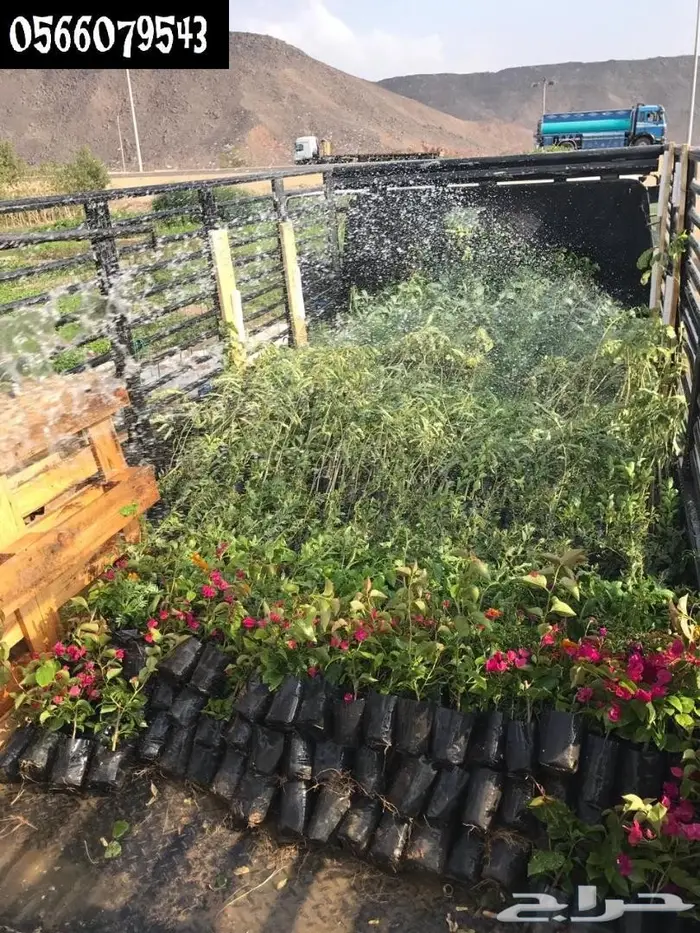 العرض  الأقوى للشتلات الزراعية ب1.5 للشتله  28