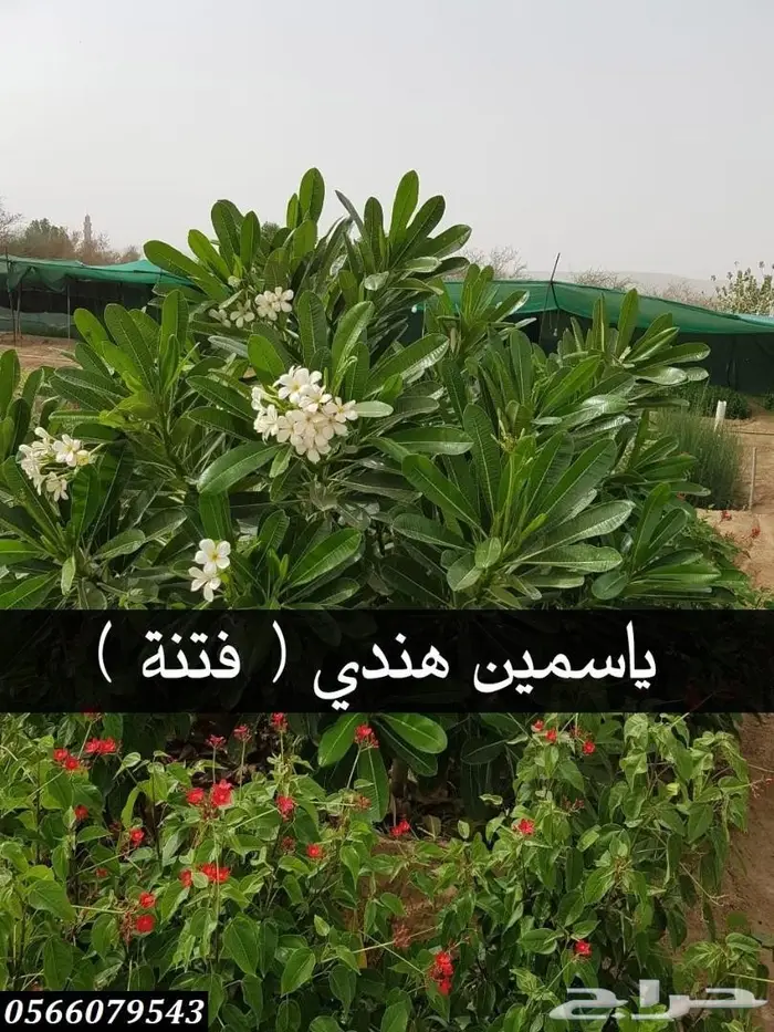 العرض  الأقوى للشتلات الزراعية ب1.5 للشتله  29