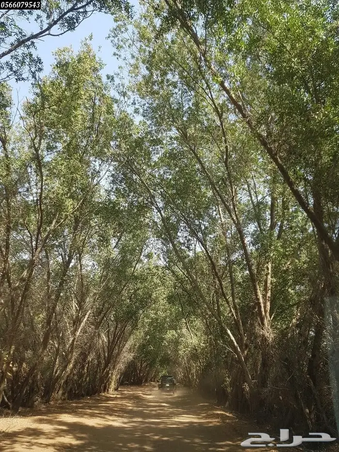 العرض  الأقوى للشتلات الزراعية ب1.5 للشتله  31