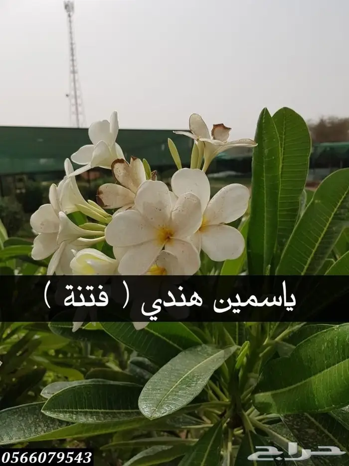 العرض  الأقوى للشتلات الزراعية ب1.5 للشتله  34