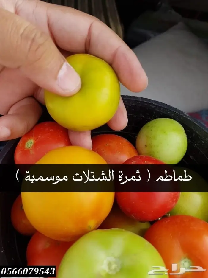 العرض  الأقوى للشتلات الزراعية ب1.5 للشتله  36