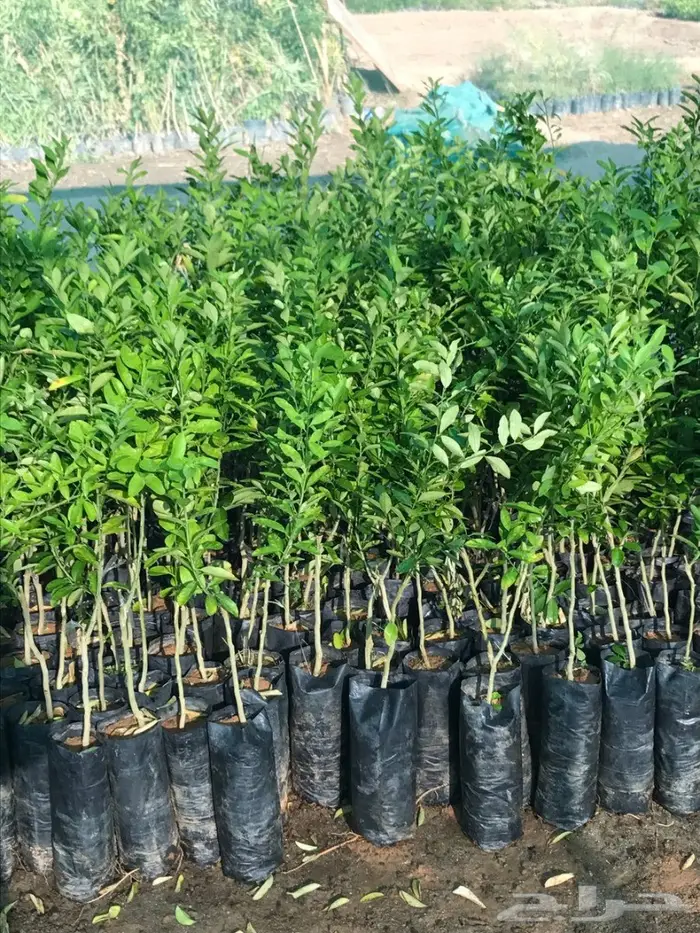 العرض  الأقوى للشتلات الزراعية ب1.5 للشتله  67