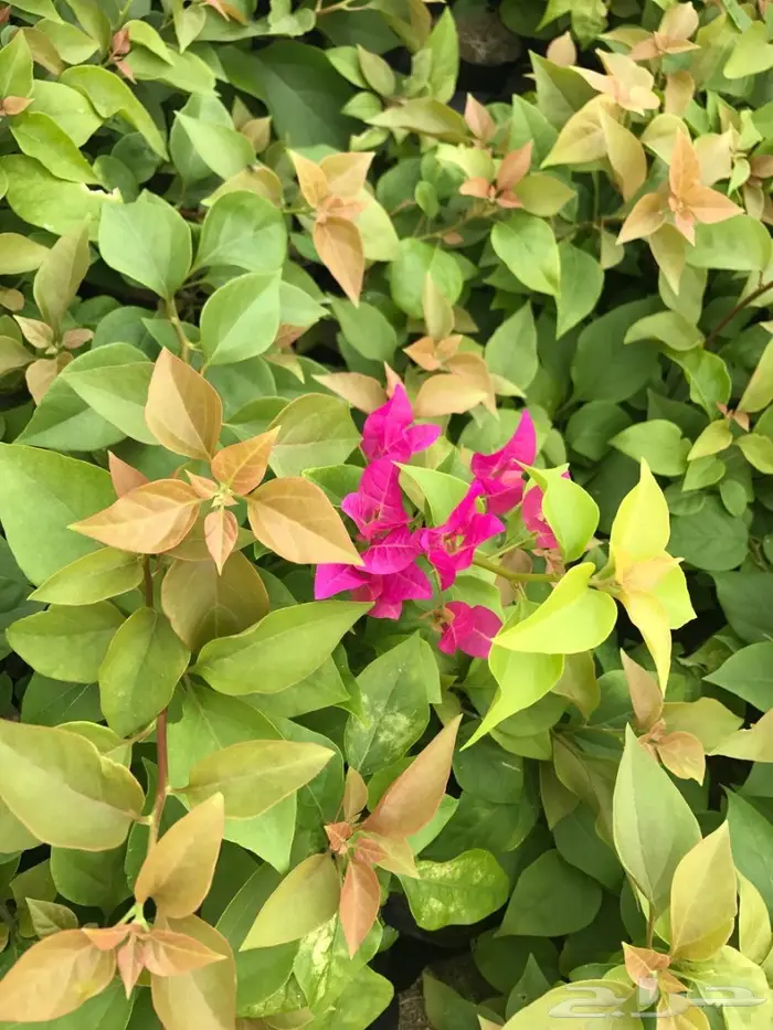 العرض  الأقوى للشتلات الزراعية ب1.5 للشتله  68