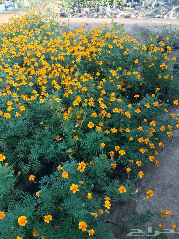 العرض  الأقوى للشتلات الزراعية ب1.5 للشتله  73