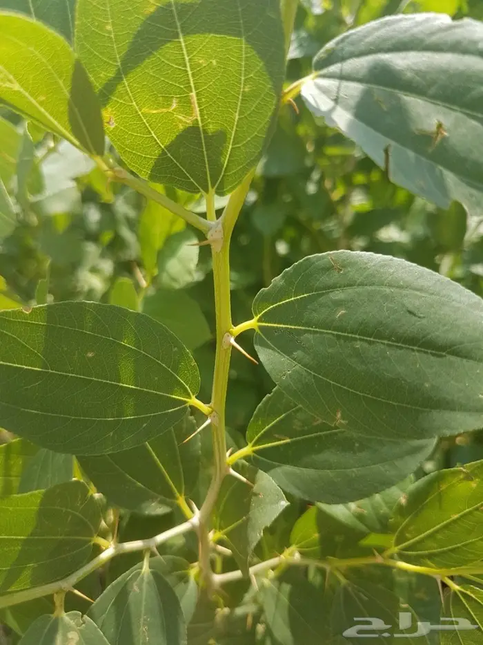 العرض  الأقوى للشتلات الزراعية ب1.5 للشتله  74