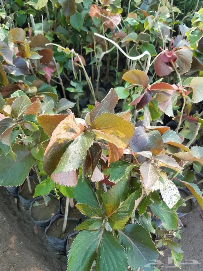 العرض  الأقوى للشتلات الزراعية ب1.5 للشتله  76