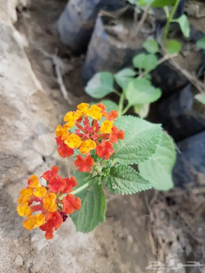 العرض  الأقوى للشتلات الزراعية ب1.5 للشتله  78