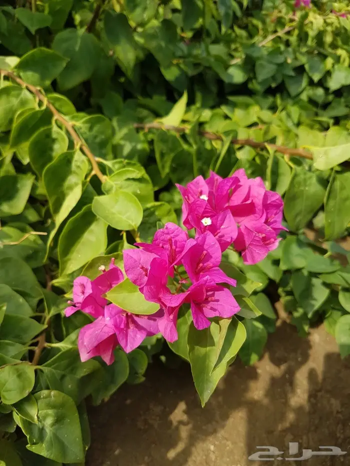 العرض  الأقوى للشتلات الزراعية ب1.5 للشتله  80