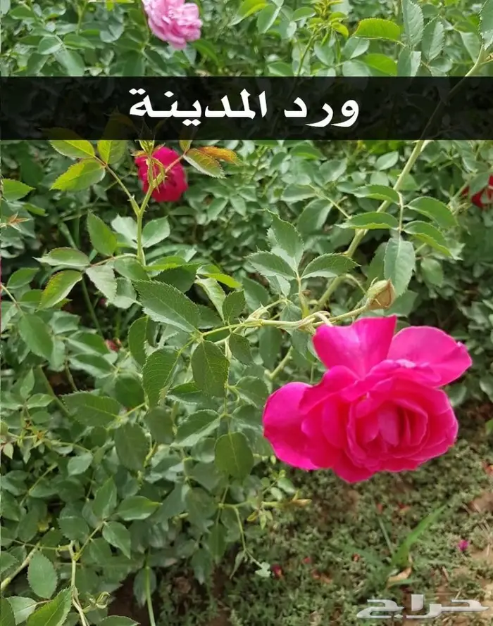 العرض  الأقوى للشتلات الزراعية ب1.5 للشتله  37