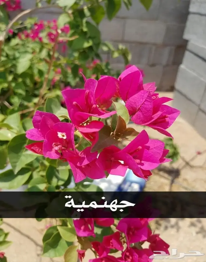 العرض  الأقوى للشتلات الزراعية ب1.5 للشتله  38