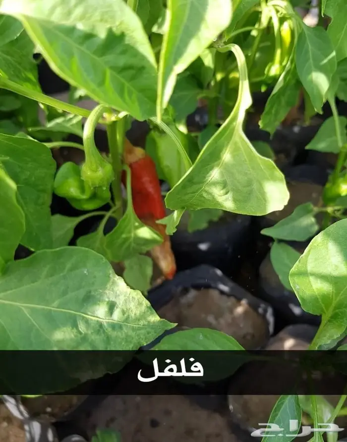 العرض  الأقوى للشتلات الزراعية ب1.5 للشتله  39