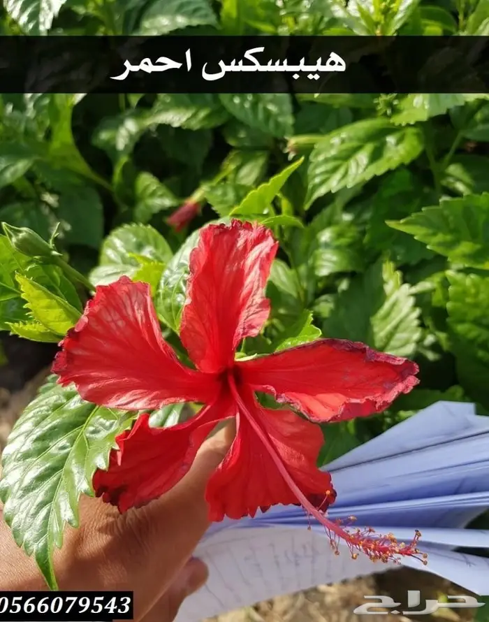 العرض  الأقوى للشتلات الزراعية ب1.5 للشتله  43