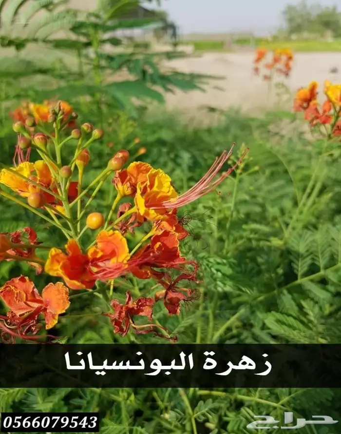 العرض  الأقوى للشتلات الزراعية ب1.5 للشتله  45