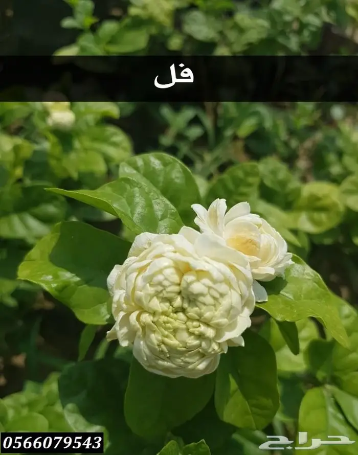 العرض  الأقوى للشتلات الزراعية ب1.5 للشتله  47