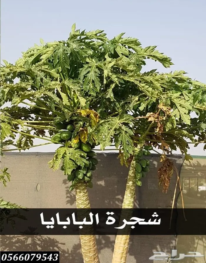 العرض  الأقوى للشتلات الزراعية ب1.5 للشتله  48