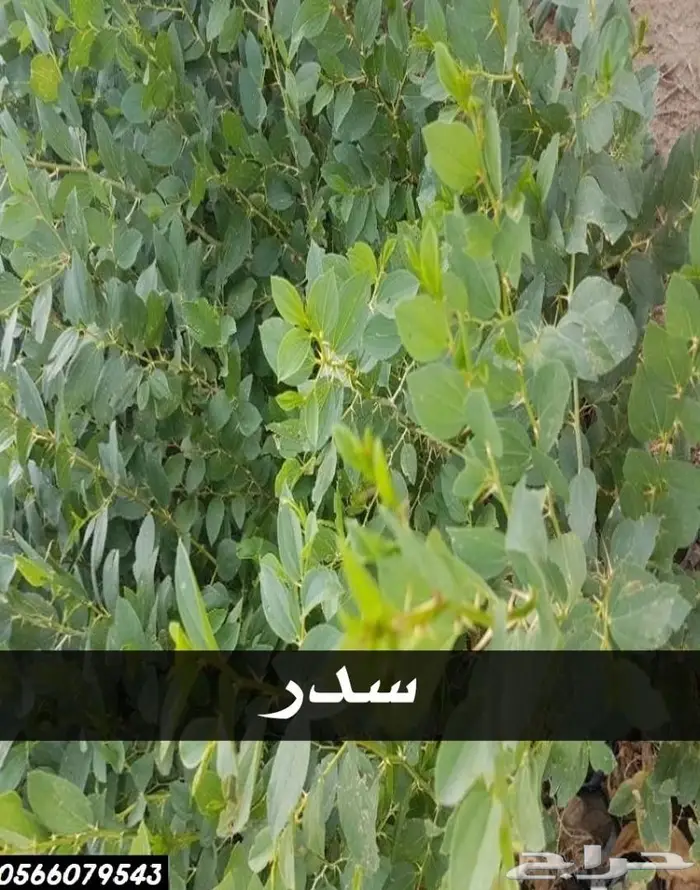 العرض  الأقوى للشتلات الزراعية ب1.5 للشتله  49