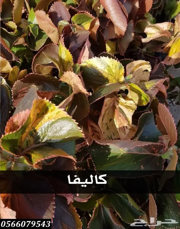 العرض  الأقوى للشتلات الزراعية ب1.5 للشتله  50