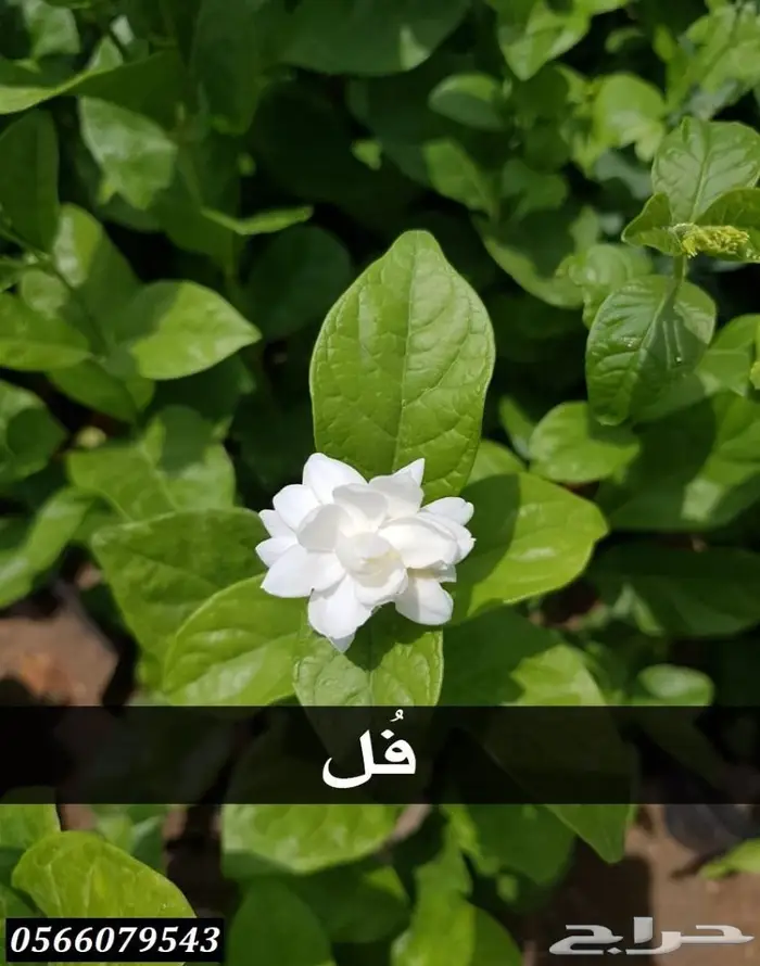 العرض  الأقوى للشتلات الزراعية ب1.5 للشتله  51