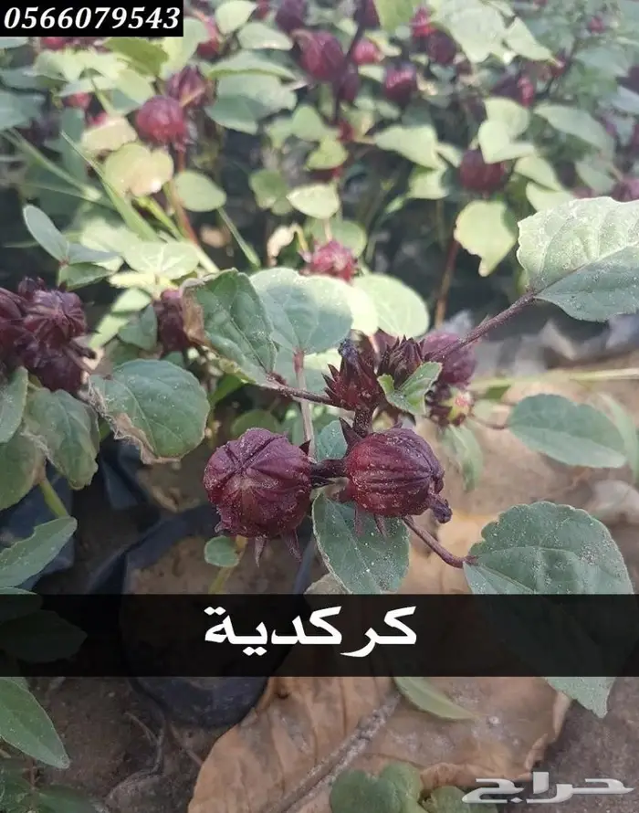 العرض  الأقوى للشتلات الزراعية ب1.5 للشتله  53