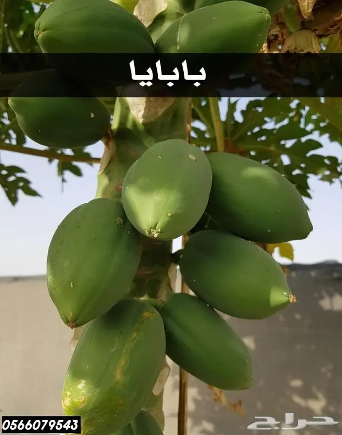 العرض  الأقوى للشتلات الزراعية ب1.5 للشتله  84