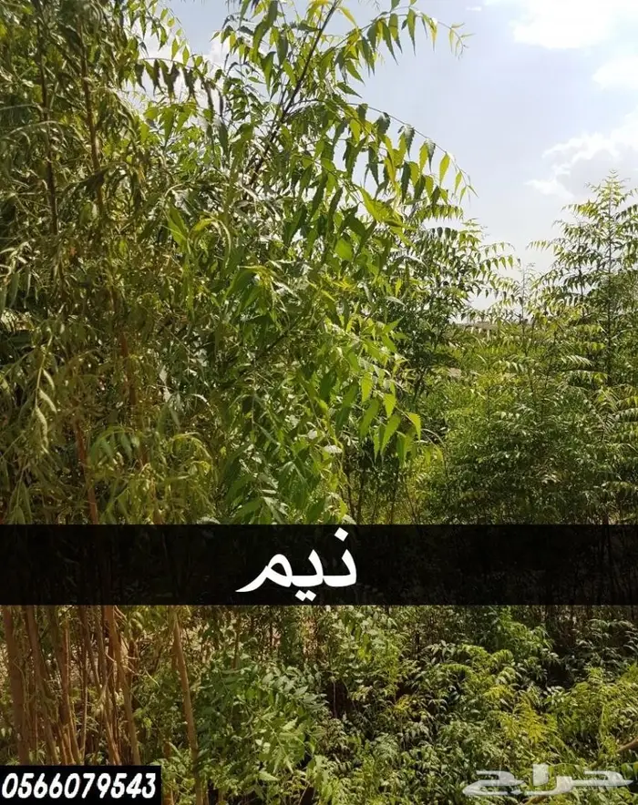 العرض  الأقوى للشتلات الزراعية ب1.5 للشتله  54