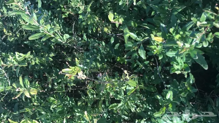 العرض  الأقوى للشتلات الزراعية ب1.5 للشتله  81