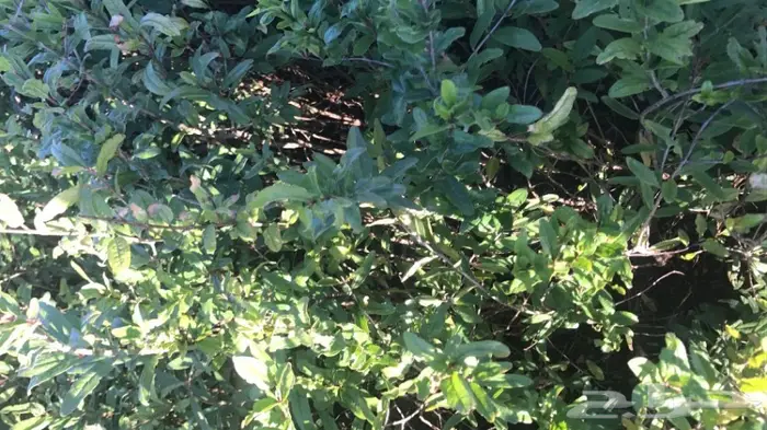 العرض  الأقوى للشتلات الزراعية ب1.5 للشتله  82