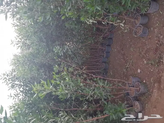 العرض  الأقوى للشتلات الزراعية ب1.5 للشتله  55