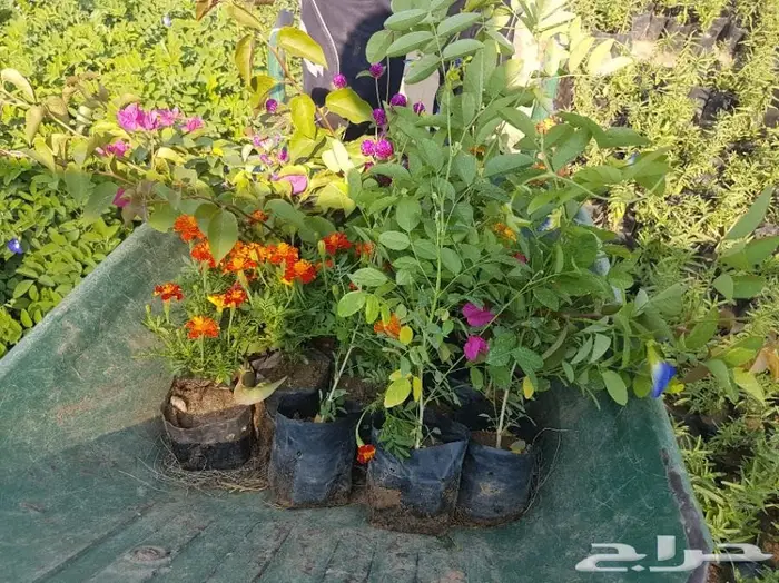 العرض  الأقوى للشتلات الزراعية ب1.5 للشتله  57