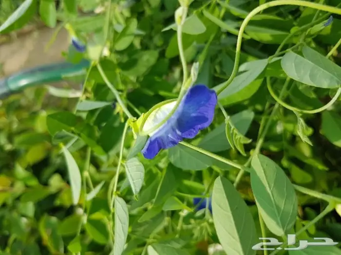 العرض  الأقوى للشتلات الزراعية ب1.5 للشتله  58