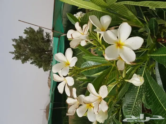 العرض  الأقوى للشتلات الزراعية ب1.5 للشتله  59