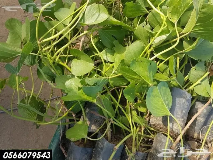 العرض  الأقوى للشتلات الزراعية ب1.5 للشتله  60