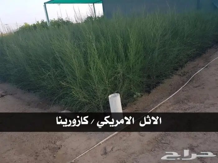 العرض  الأقوى للشتلات الزراعية ب1.5 للشتله  61