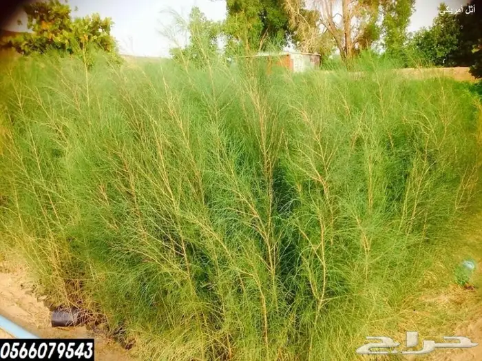 العرض  الأقوى للشتلات الزراعية ب1.5 للشتله  64