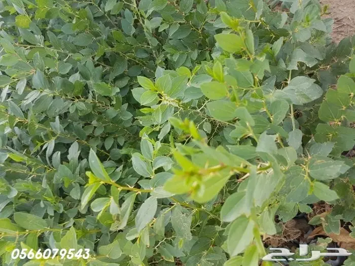 العرض  الأقوى للشتلات الزراعية ب1.5 للشتله  65