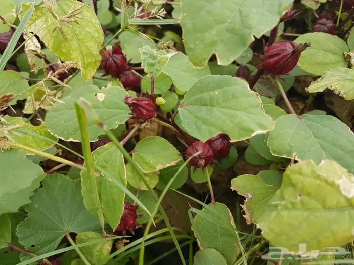 العرض  الأقوى للشتلات الزراعية ب1.5 للشتله  77