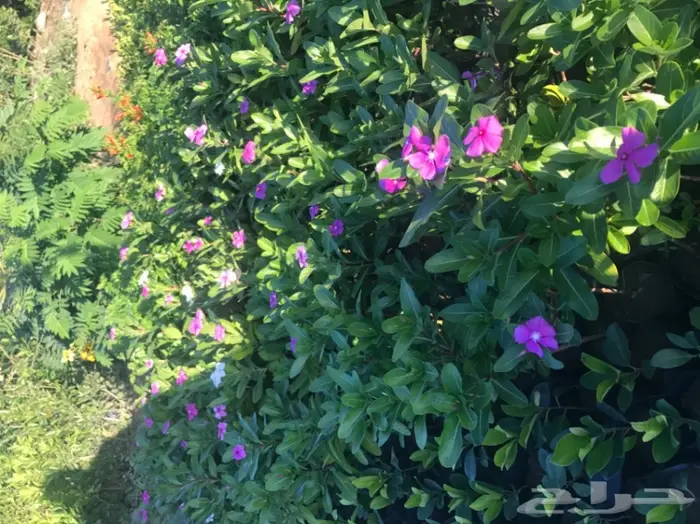 العرض  الأقوى للشتلات الزراعية ب1.5 للشتله  86