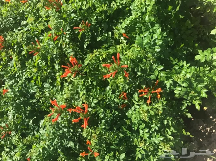 العرض  الأقوى للشتلات الزراعية ب1.5 للشتله  89