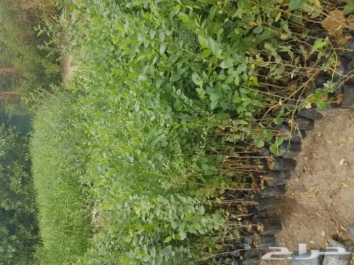 العرض  الأقوى للشتلات الزراعية ب1.5 للشتله  93