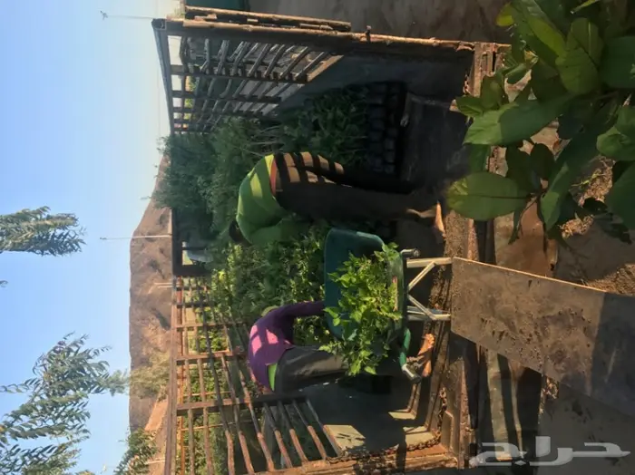 العرض  الأقوى للشتلات الزراعية ب1.5 للشتله  95