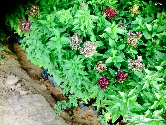 العرض  الأقوى للشتلات الزراعية ب1.5 للشتله  66