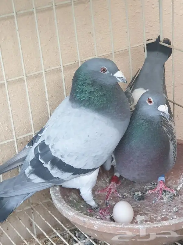 زاجل أبطال وخطوط فوز بشهادات اصل و نسب 43