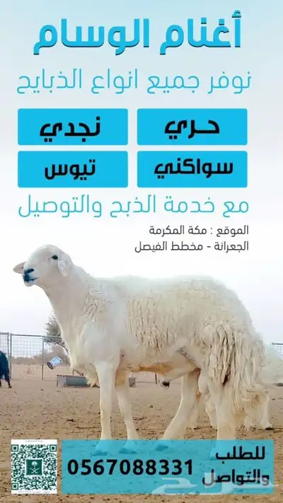 ذبايح طليان ورخال حري سواكني تيوس 0
