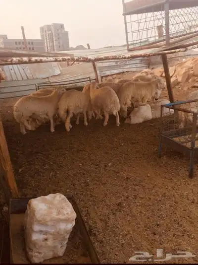 ذبايح طليان ورخال حري سواكني تيوس 9