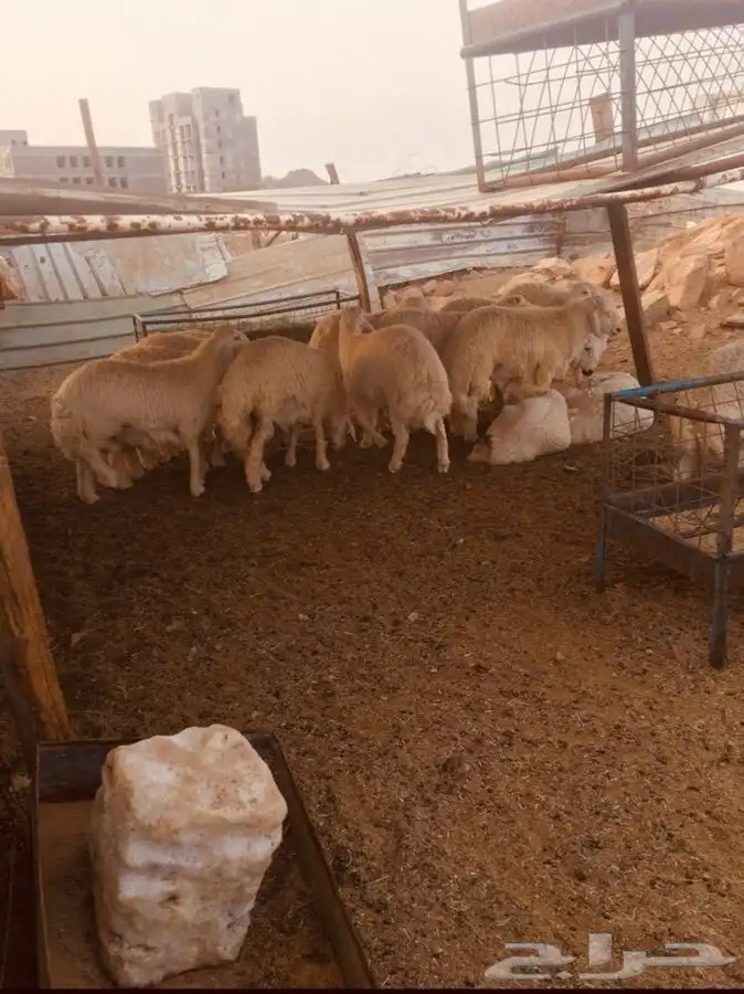 ذبايح طليان ورخال حري سواكني تيوس 9