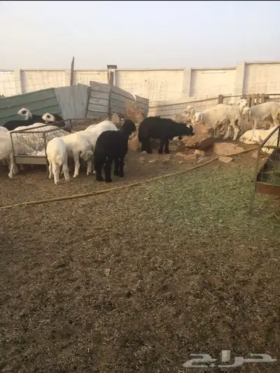 ذبايح طليان ورخال حري سواكني تيوس 4