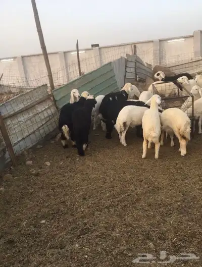ذبايح طليان ورخال حري سواكني تيوس 3